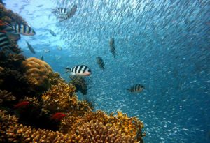What is the Blue Economy? And why is it vital to Malta and Europe?