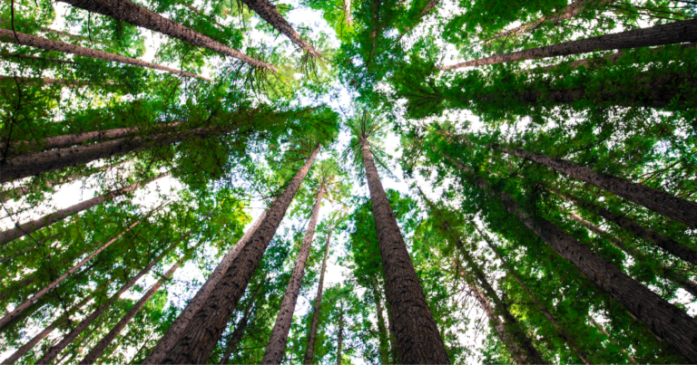 A greener future with AcrossLimits’ NGEnvironment Project