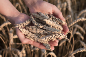 The ITAMA Project: Using ICT tools to support non-invasive diagnosis of Coeliac Disease